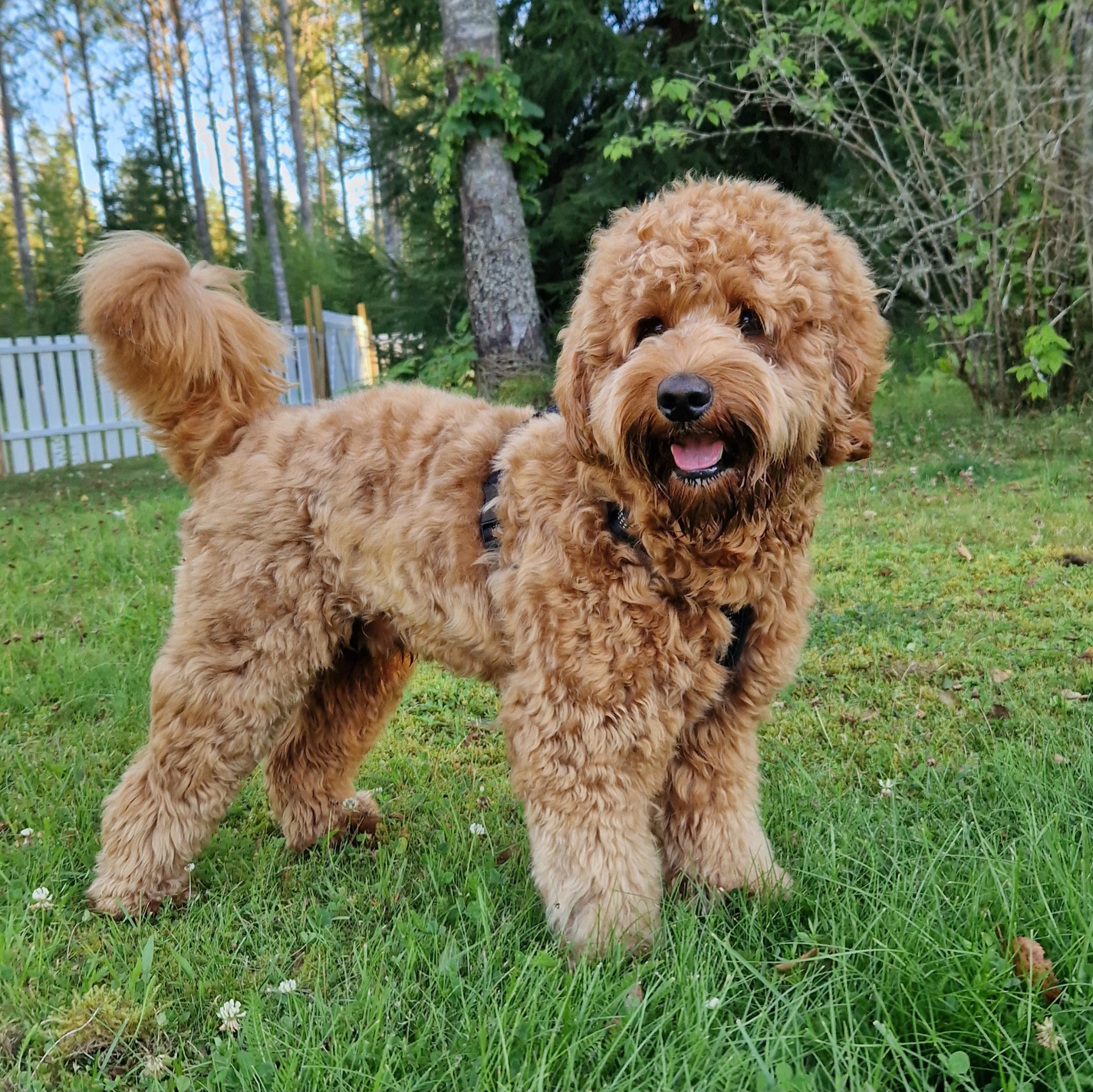 Bruno