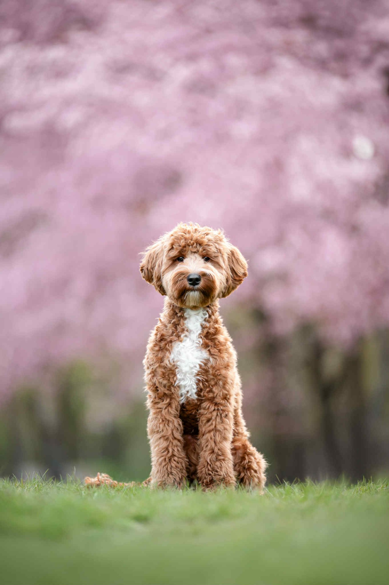 Simba