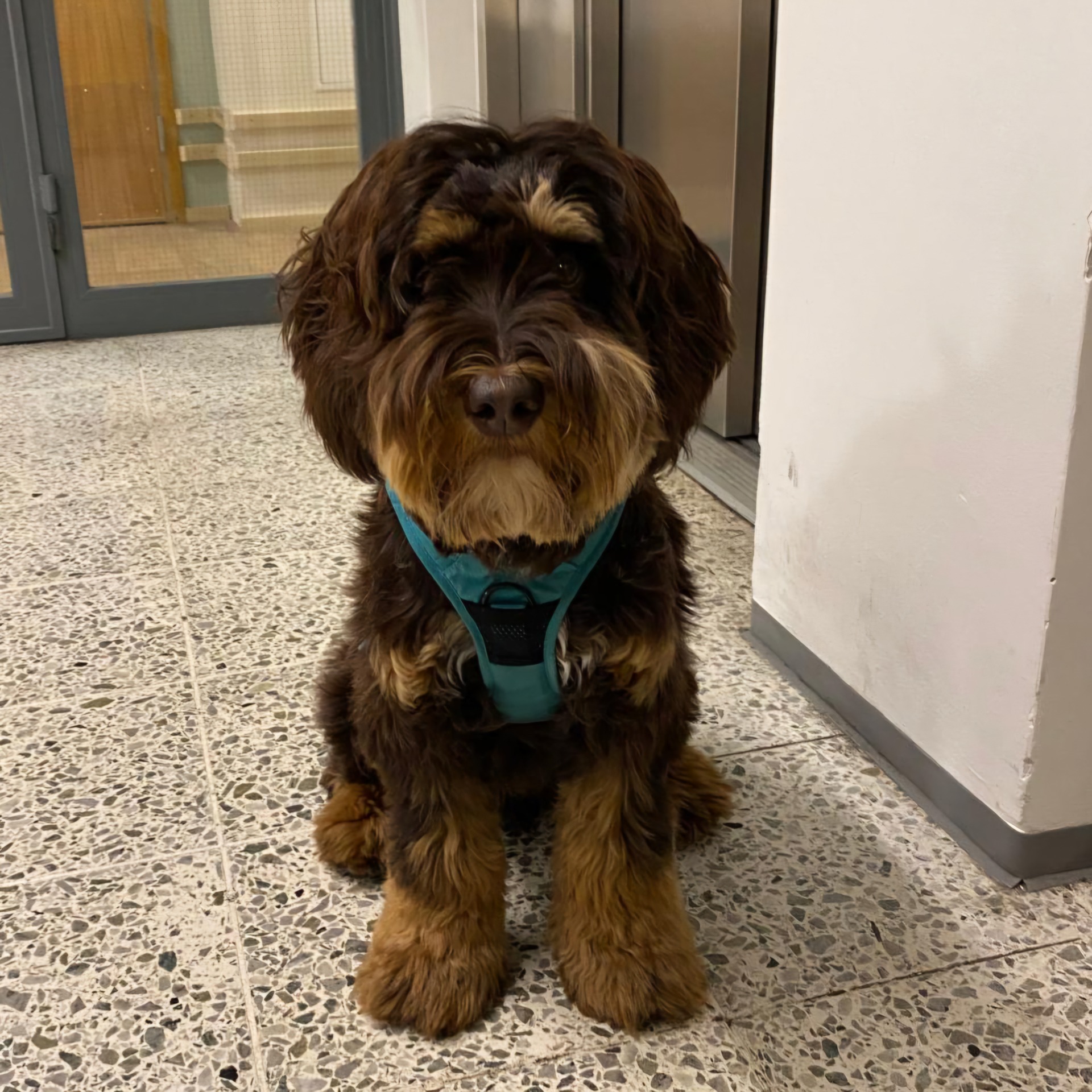 Chillout Frosty Paws