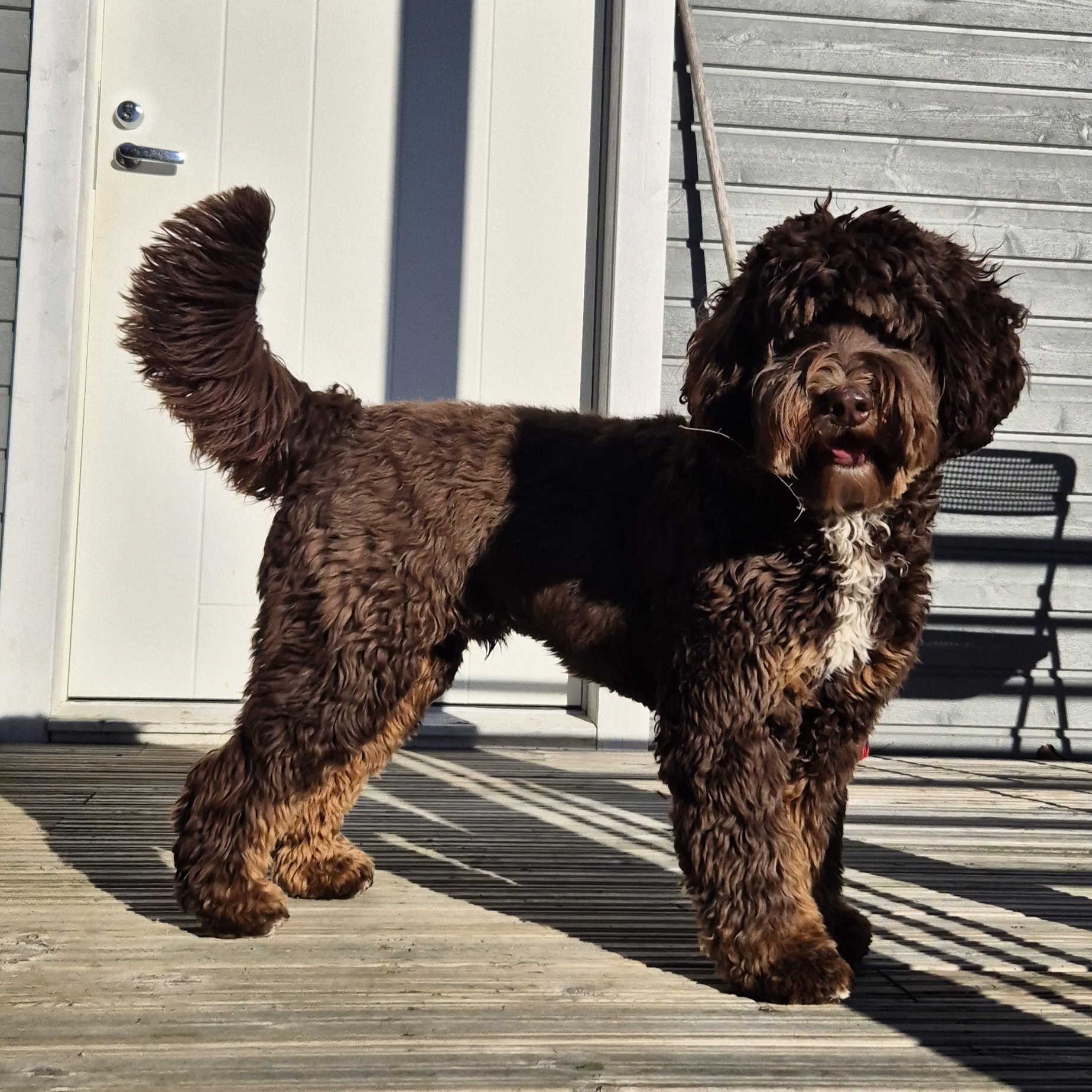 Aikuiset koirat etsivät kotia